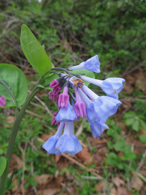Mertensia virginica (Virginia bluebells) #77348
