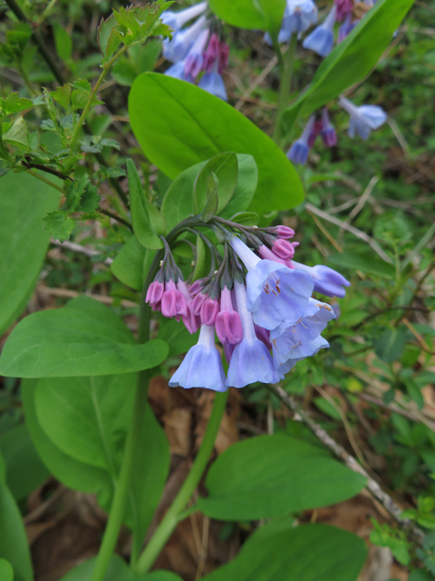 Mertensia virginica (Virginia bluebells) #77349
