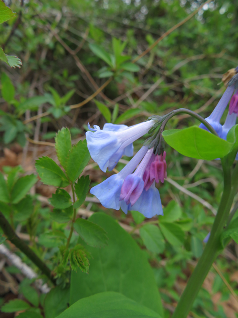 Mertensia virginica (Virginia bluebells) #77350