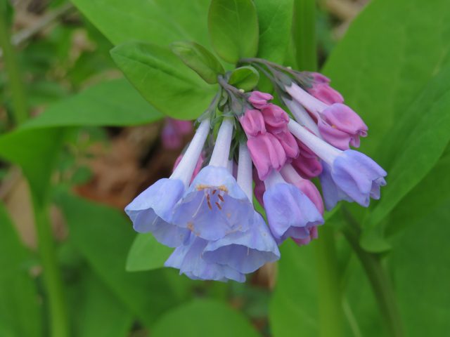 Mertensia virginica (Virginia bluebells) #77351