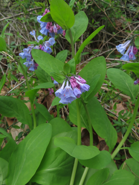 Mertensia virginica (Virginia bluebells) #77352