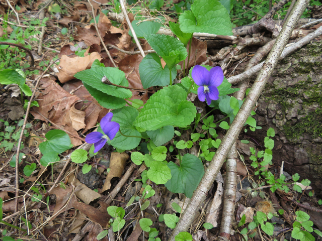 Viola cucullata (Marsh blue violet) #77366