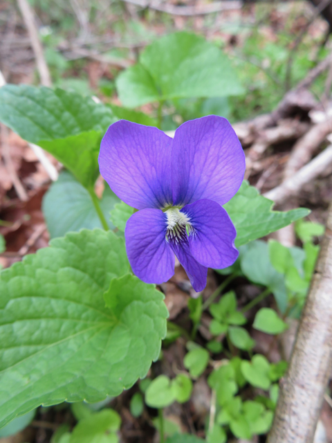 Viola cucullata (Marsh blue violet) #77368