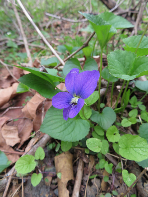 Viola cucullata (Marsh blue violet) #77369