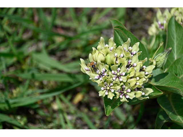 Asclepias viridis (Green milkweed) #88666