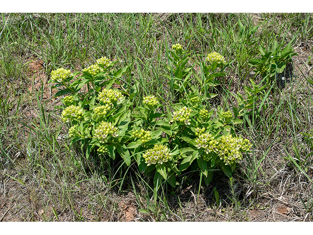 Asclepias viridis (Green milkweed) #88670