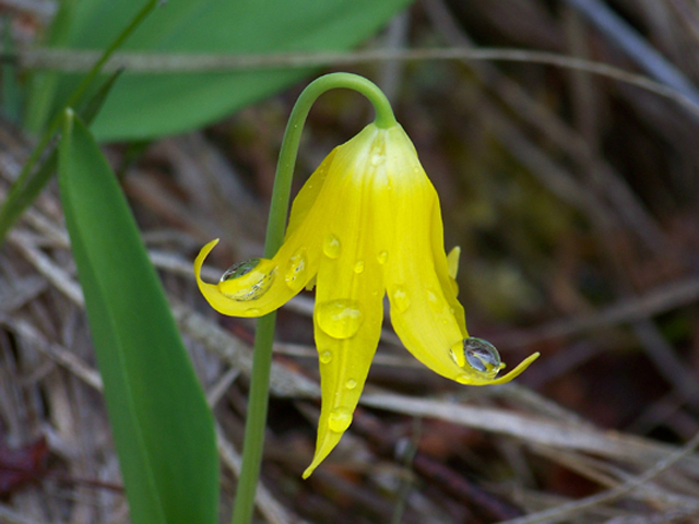 Erythronium grandiflorum (Yellow avalanche-lily) #34347