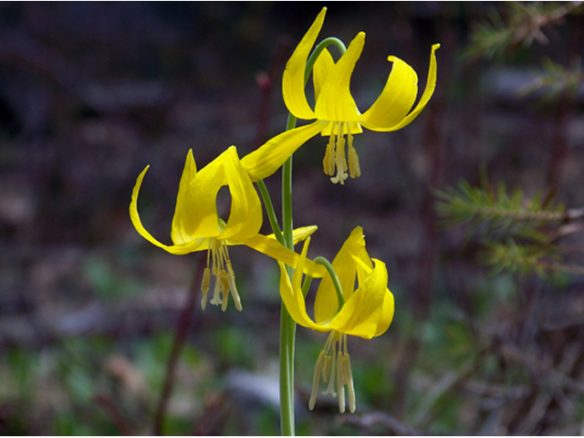 Erythronium grandiflorum (Yellow avalanche-lily) #34361