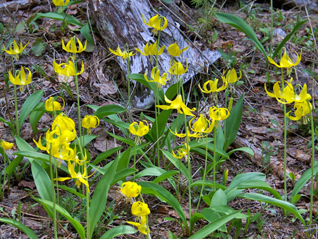 Erythronium grandiflorum (Yellow avalanche-lily) #34362