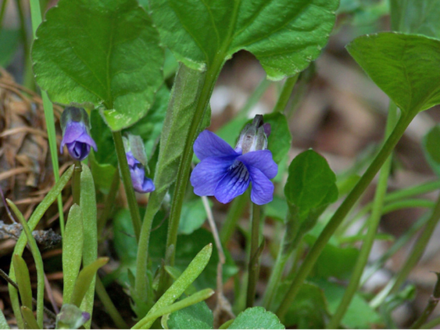 Viola adunca (Hooked-spur violet) #34364
