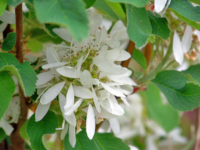 Amelanchier alnifolia (Saskatoon serviceberry) #34374