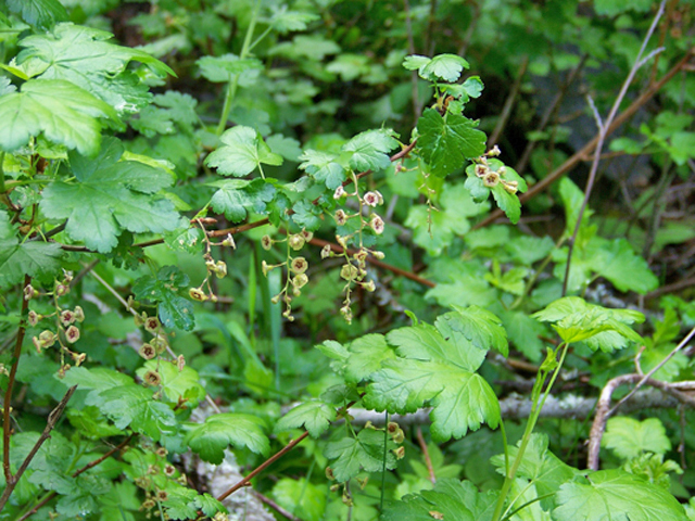 Ribes lacustre (Prickly currant) #34384