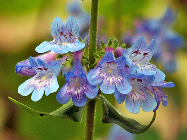 Penstemon procerus (Littleflower penstemon) #34386