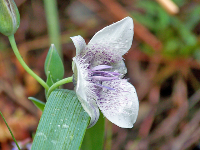 Calochortus elegans (Elegant mariposa lily) #34392