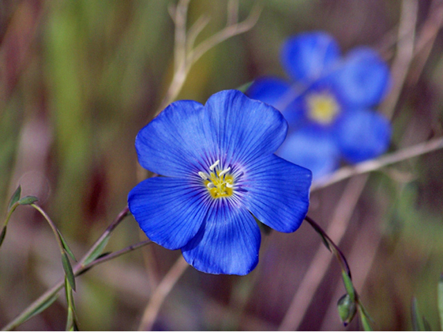 Linum lewisii (Wild blue flax) #34413