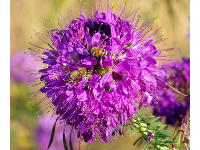 Peritoma serrulata (Rocky mountain bee-plant) #34448