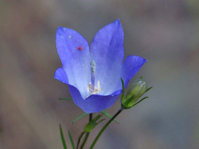 Campanula rotundifolia (Bluebell bellflower) #34452