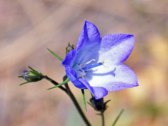 Campanula rotundifolia (Bluebell bellflower) #34454
