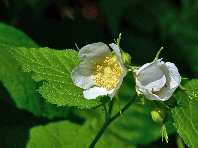 Rubus parviflorus (Western thimbleberry) #34464