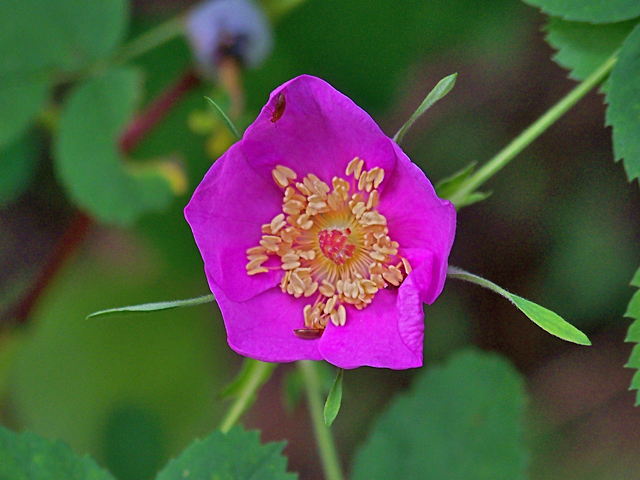 Rosa woodsii (Woods' rose) #34467