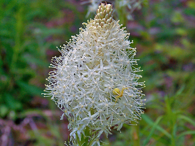 Xerophyllum tenax (Common beargrass) #34468