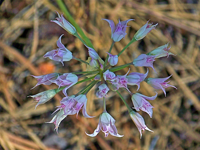 Allium acuminatum (Tapertip onion) #34470