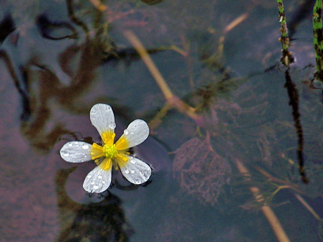 Ranunculus aquatilis (White water crowfoot) #34487