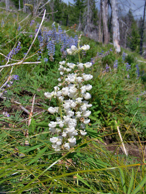 Lupinus argenteus (Silvery lupine) #34520