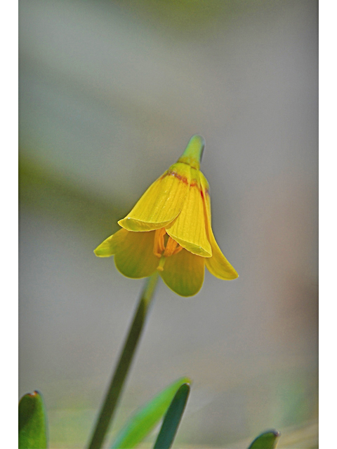 Fritillaria pudica (Yellow fritillary) #34524