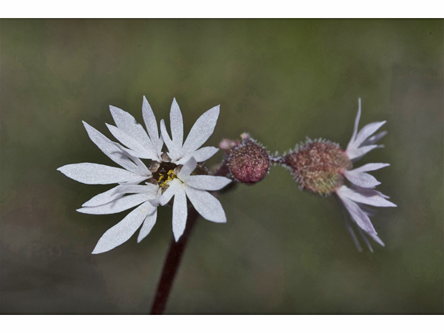 Lithophragma parviflorum (Smallflower woodland-star) #34532