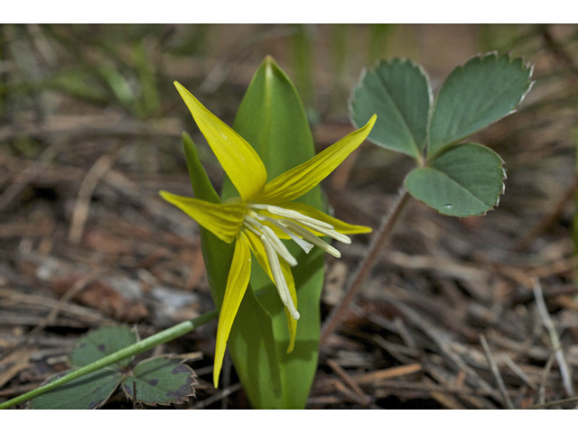 Erythronium grandiflorum (Yellow avalanche-lily) #34540