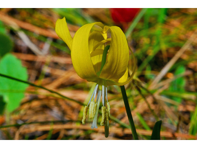 Erythronium grandiflorum (Yellow avalanche-lily) #34544