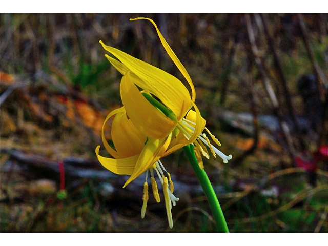 Erythronium grandiflorum (Yellow avalanche-lily) #34546