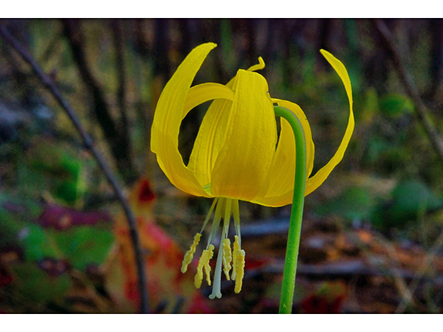 Erythronium grandiflorum (Yellow avalanche-lily) #34548