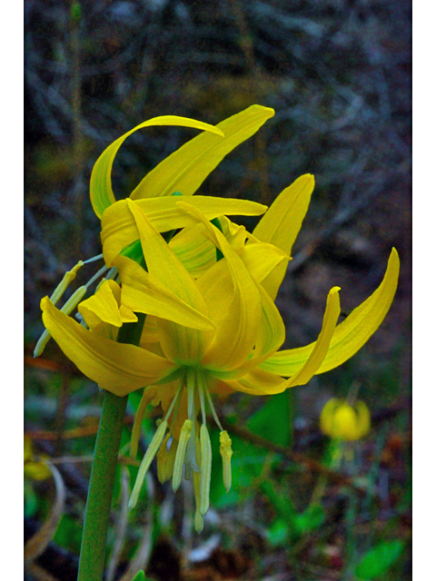 Erythronium grandiflorum (Yellow avalanche-lily) #34550