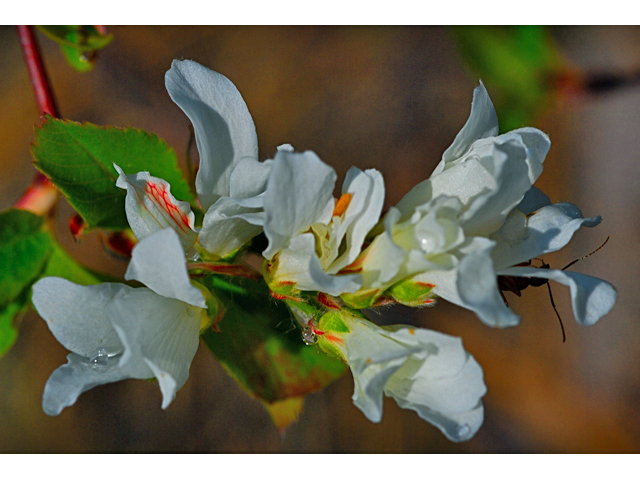 Amelanchier alnifolia (Saskatoon serviceberry) #34573