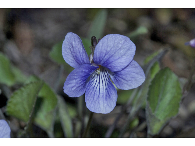 Viola adunca (Hooked-spur violet) #34574