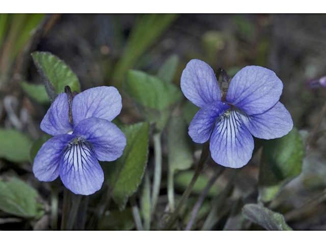 Viola adunca (Hooked-spur violet) #34575