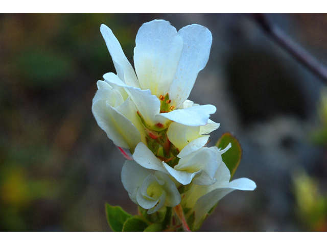 Amelanchier alnifolia (Saskatoon serviceberry) #34579