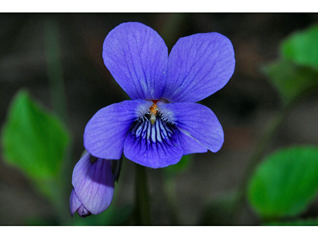 Viola adunca (Hooked-spur violet) #34592