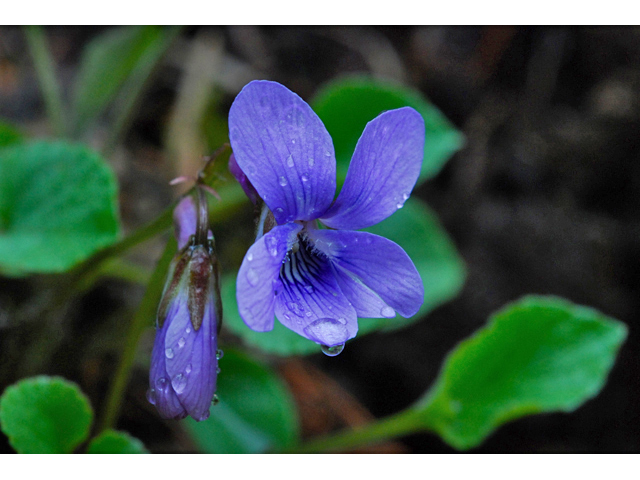 Viola adunca (Hooked-spur violet) #34593