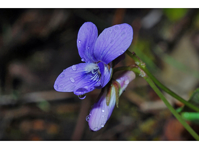 Viola adunca (Hooked-spur violet) #34595