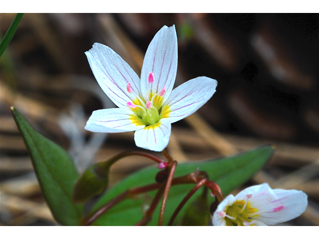 Claytonia lanceolata (Western spring beauty) #34604