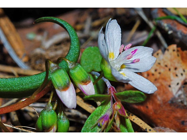 Claytonia lanceolata (Western spring beauty) #34606