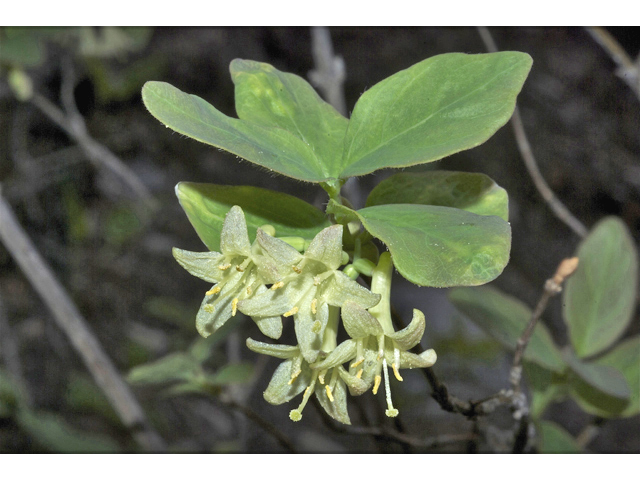 Lonicera utahensis (Utah honeysuckle) #34610