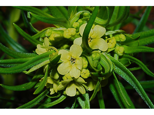 Lithospermum ruderale (Western stoneseed) #34614