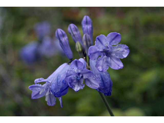Triteleia grandiflora (Wild hyacinth) #34617