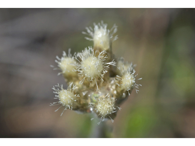 Antennaria neglecta (Field pussytoes) #34620