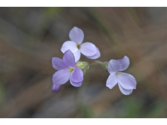 Suksdorfia violacea (Violet suksdorfia) #34621