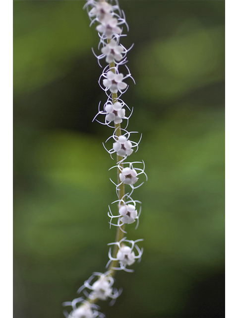 Mitella stauropetala (Smallflower miterwort) #34645